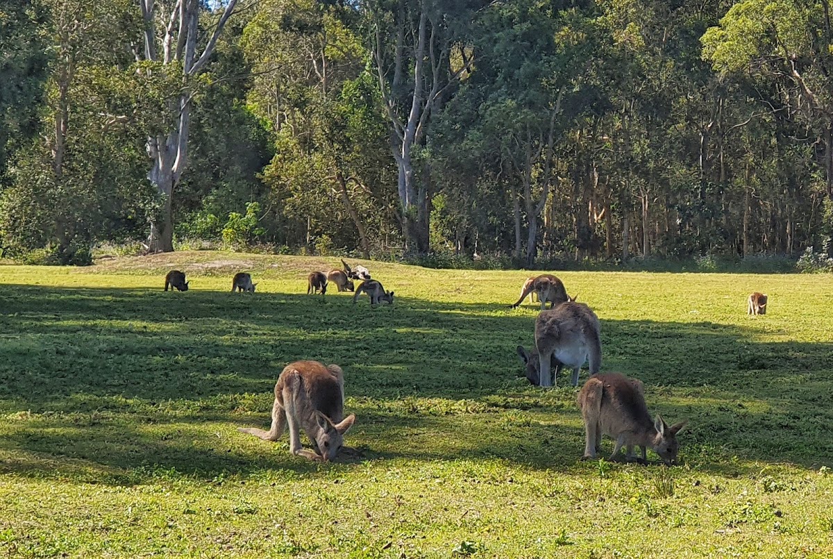 Coombabah Lake Conservation Park