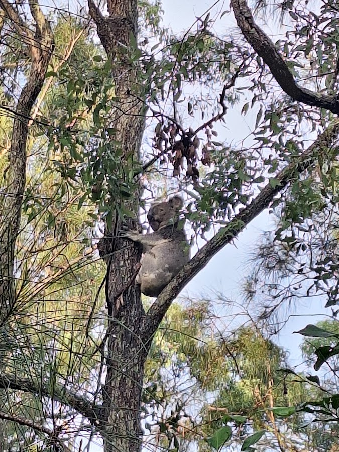 Coombabah Lake Conservation Park