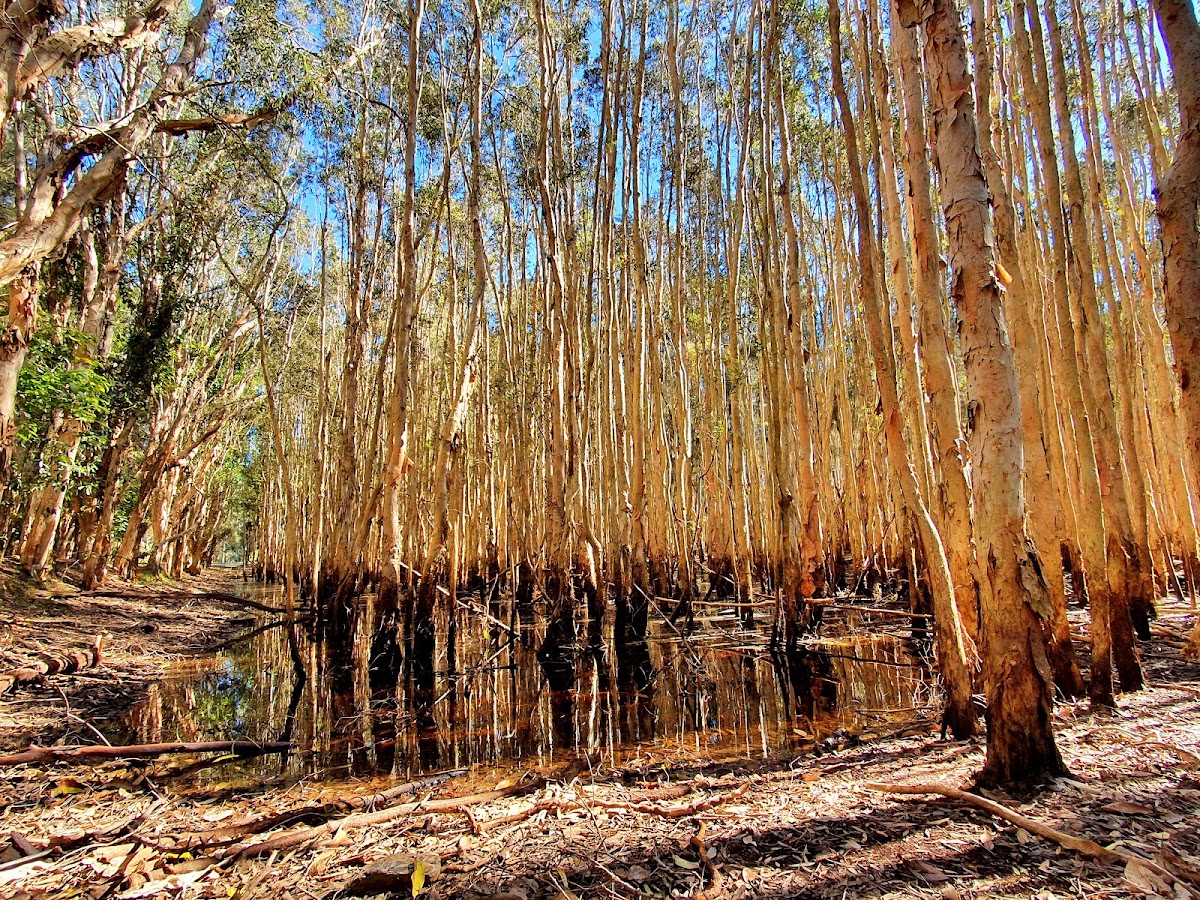Coombabah Lake Conservation Park