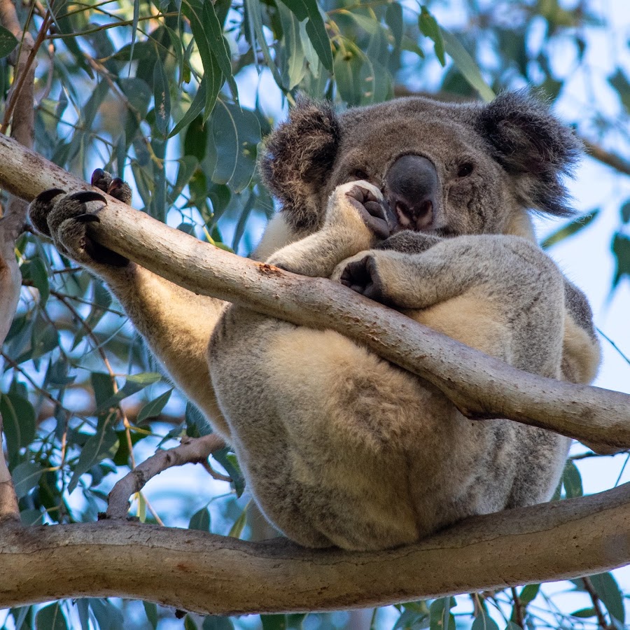 Coombabah Lake Conservation Park