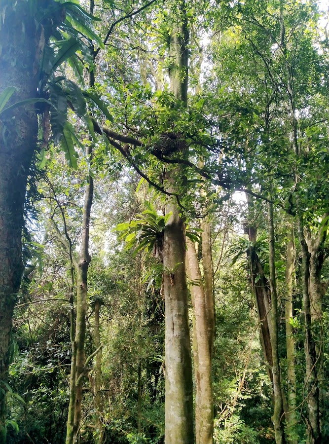Dorrigo Rest Area