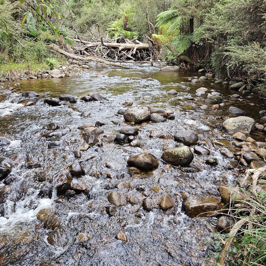 Carrang Carrang State Forest