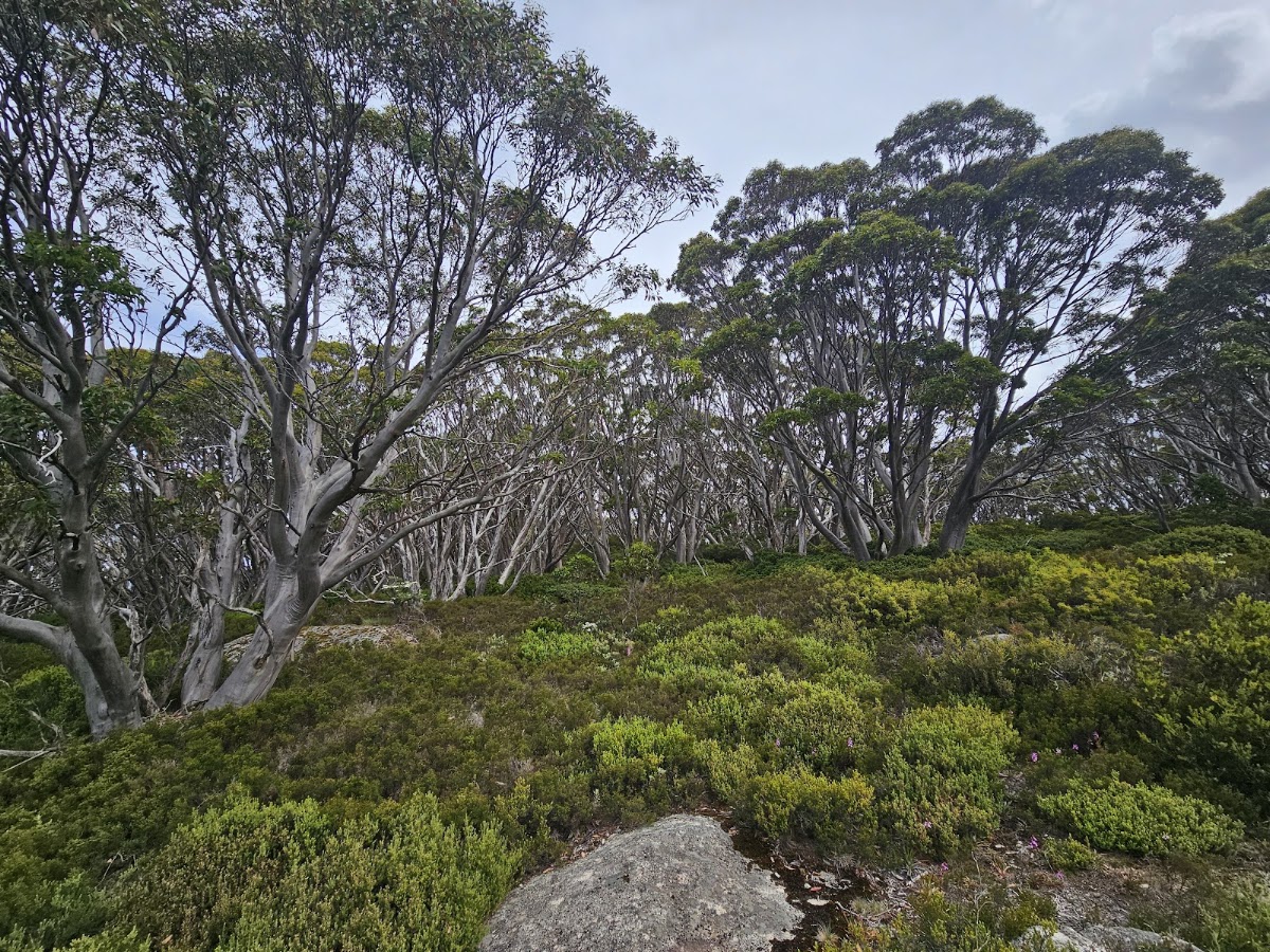 Muellers Lookout