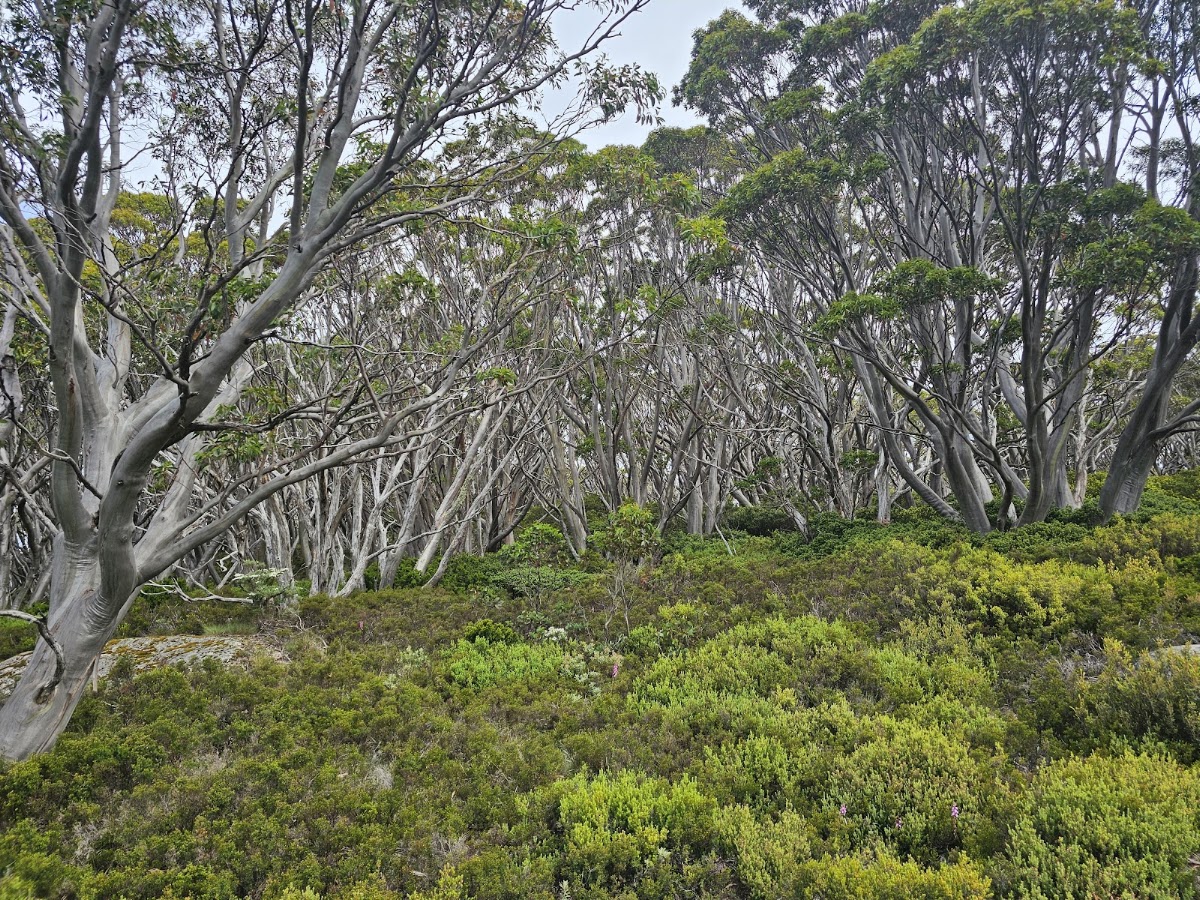 Muellers Lookout
