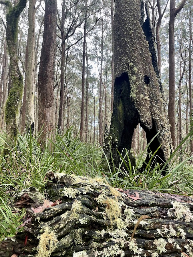 Mount Royal National Park