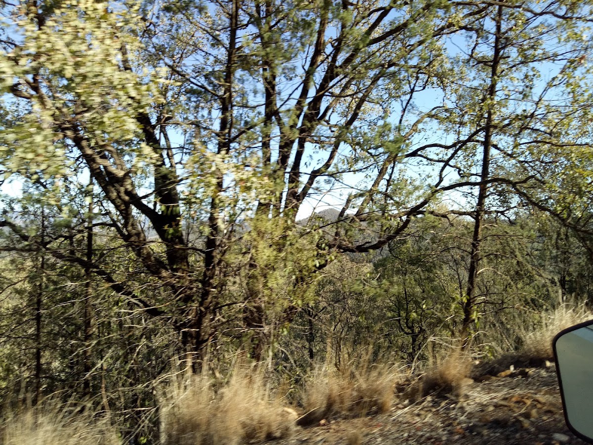 Gwydir River National Park