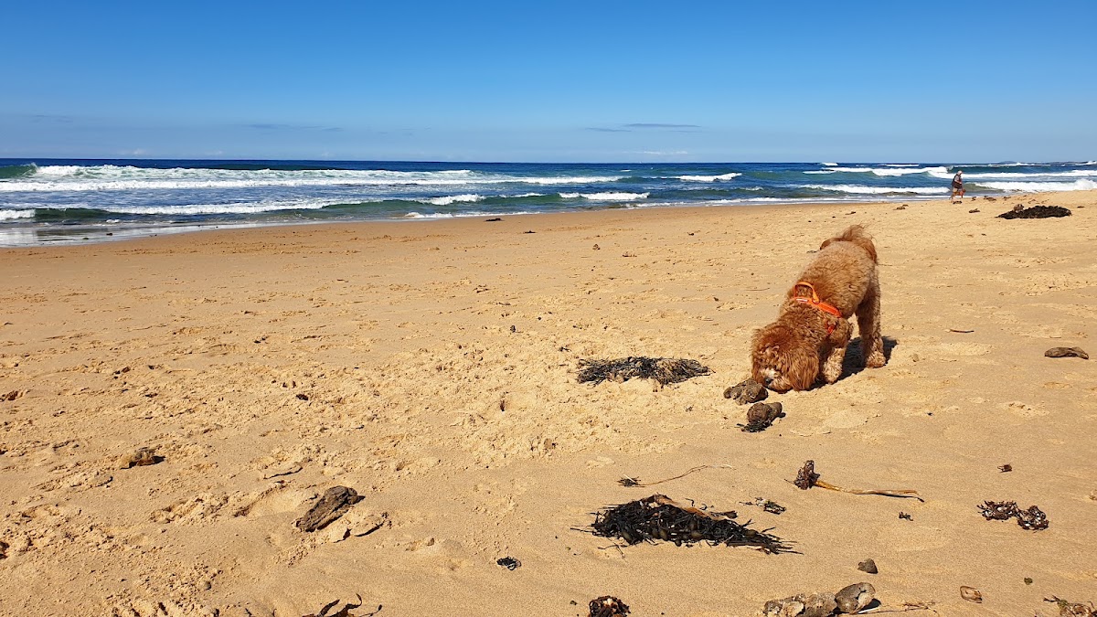 Sharky Beach