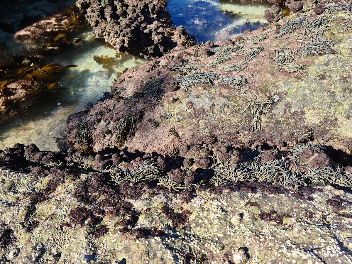 Seaglass Beach