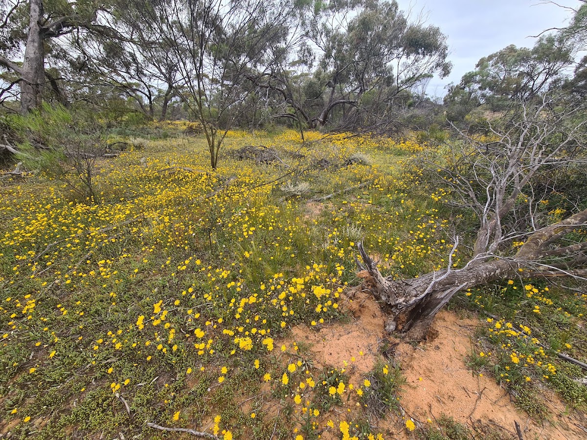 Caron Dam Reserve