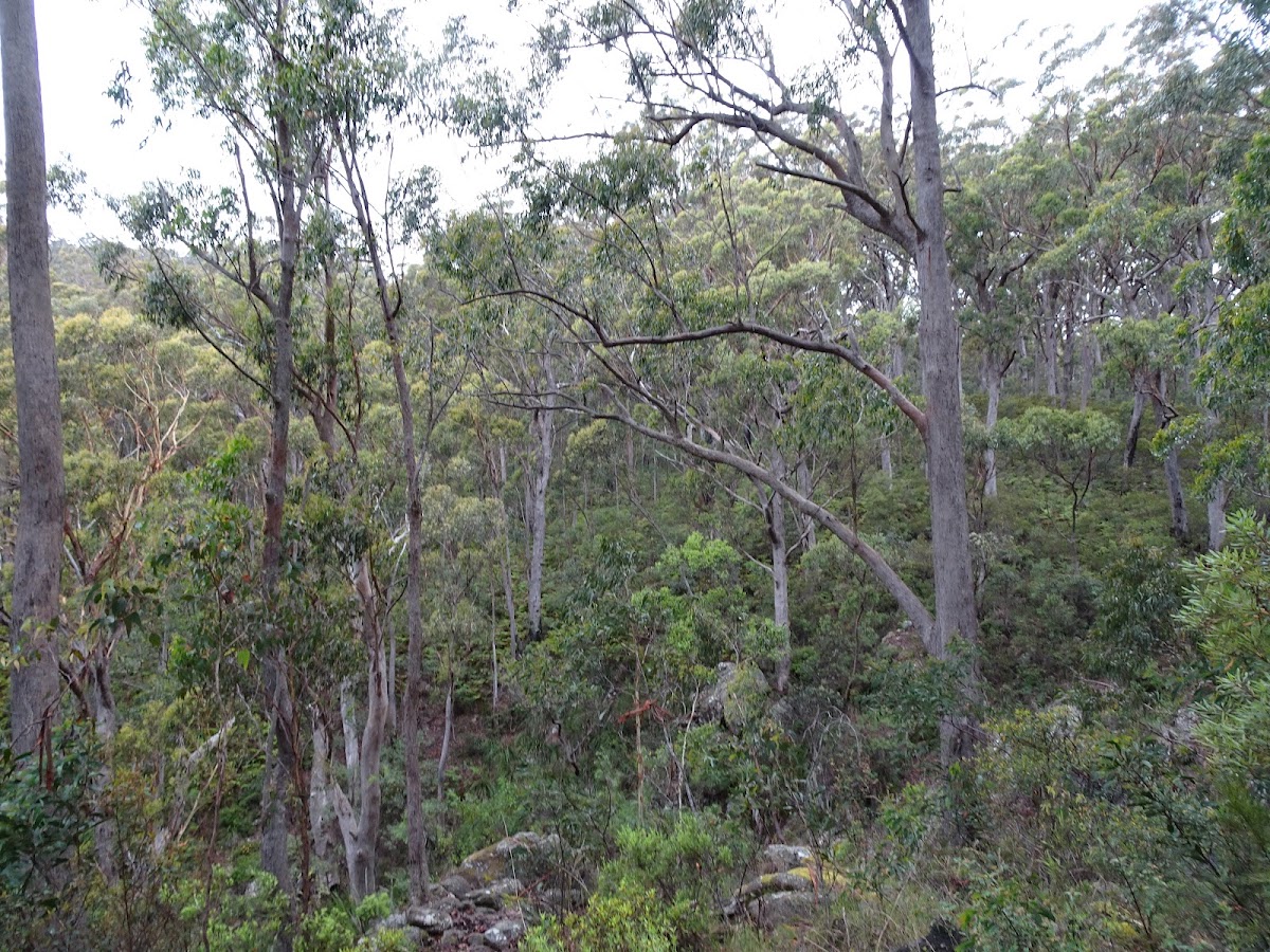 Billyrimba Falls