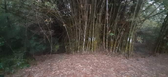 Baddow Island Conservation Park