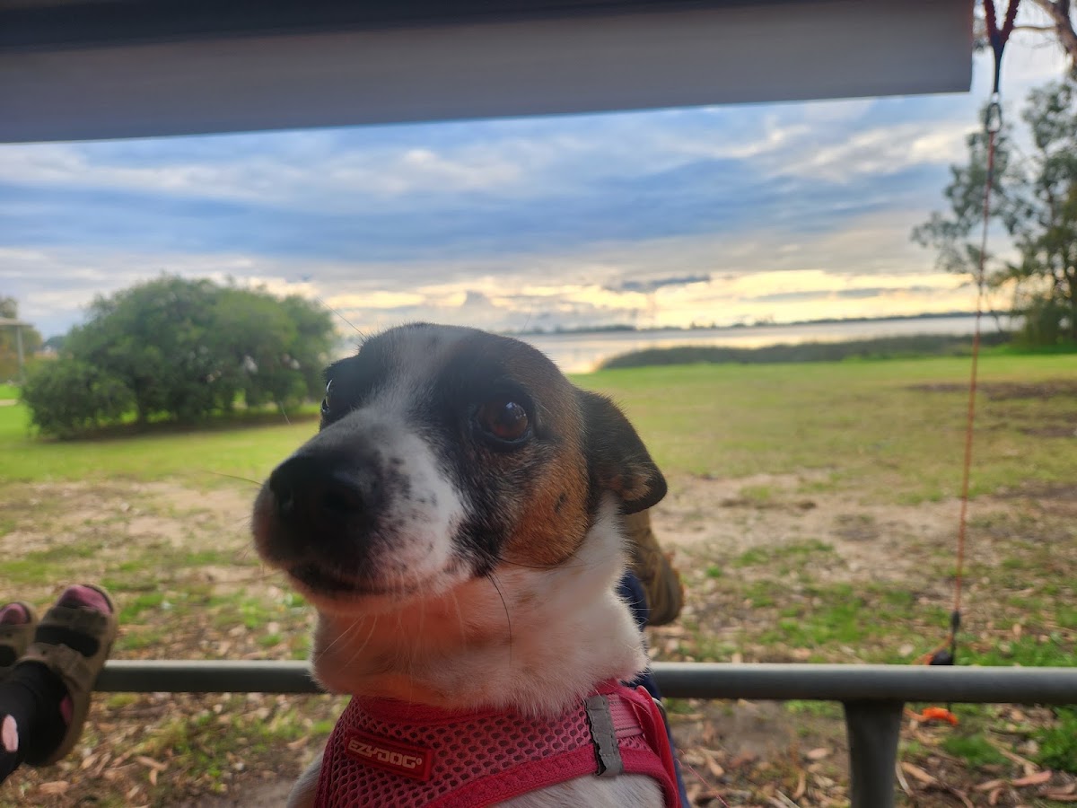Kerang Apex Park - Reedy Lake