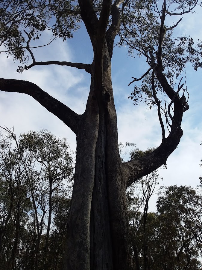 Lyell State Forest
