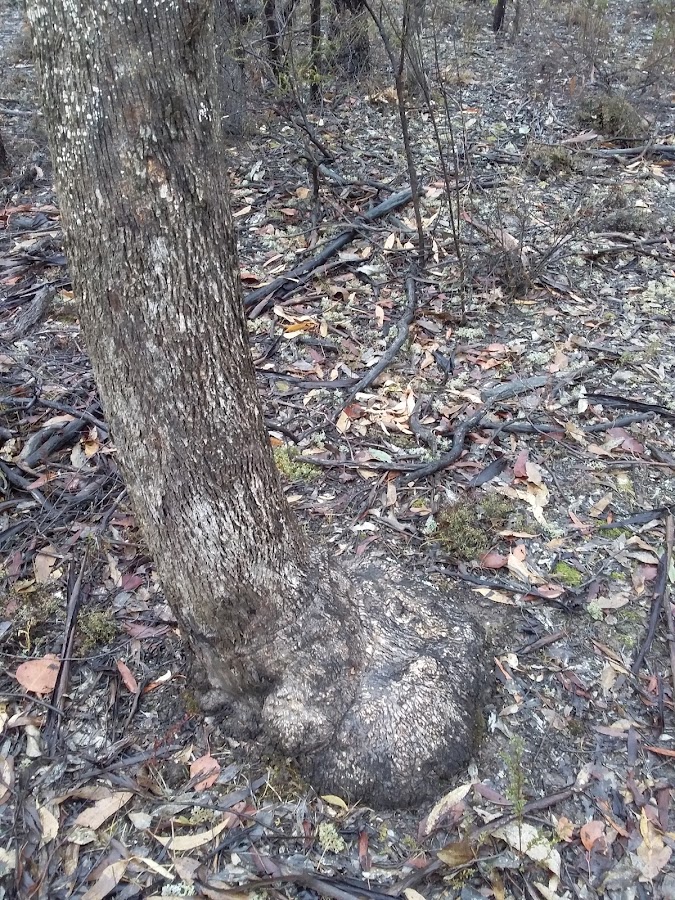 Lyell State Forest