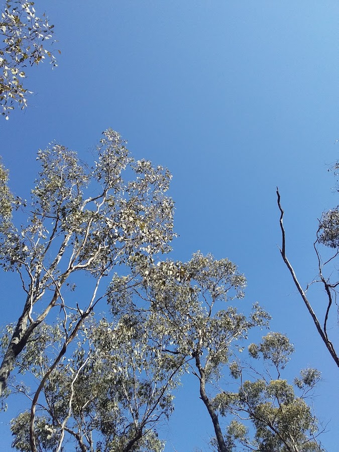 Lyell State Forest