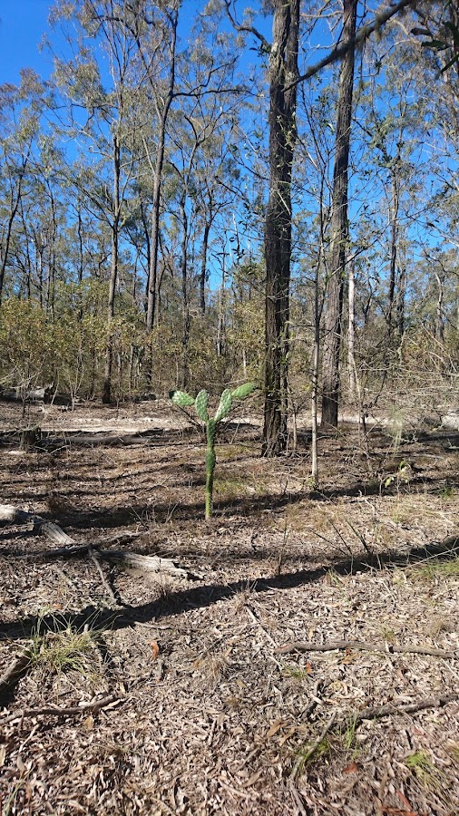 Mount Binga National Park