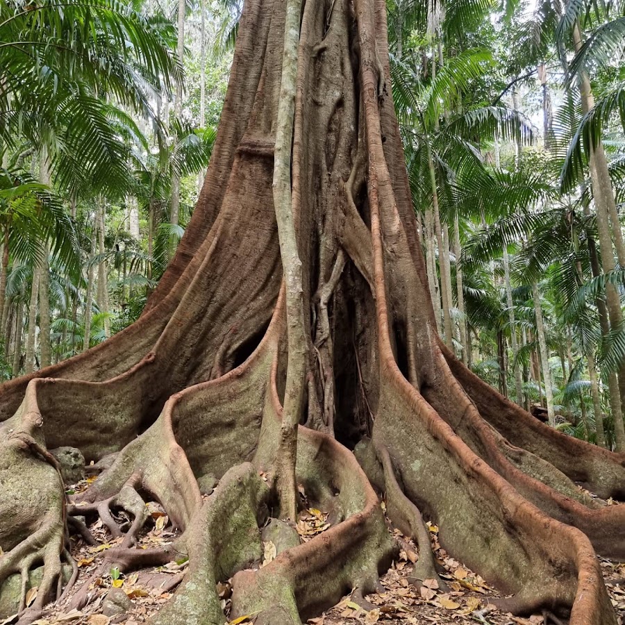 Tamborine National Park