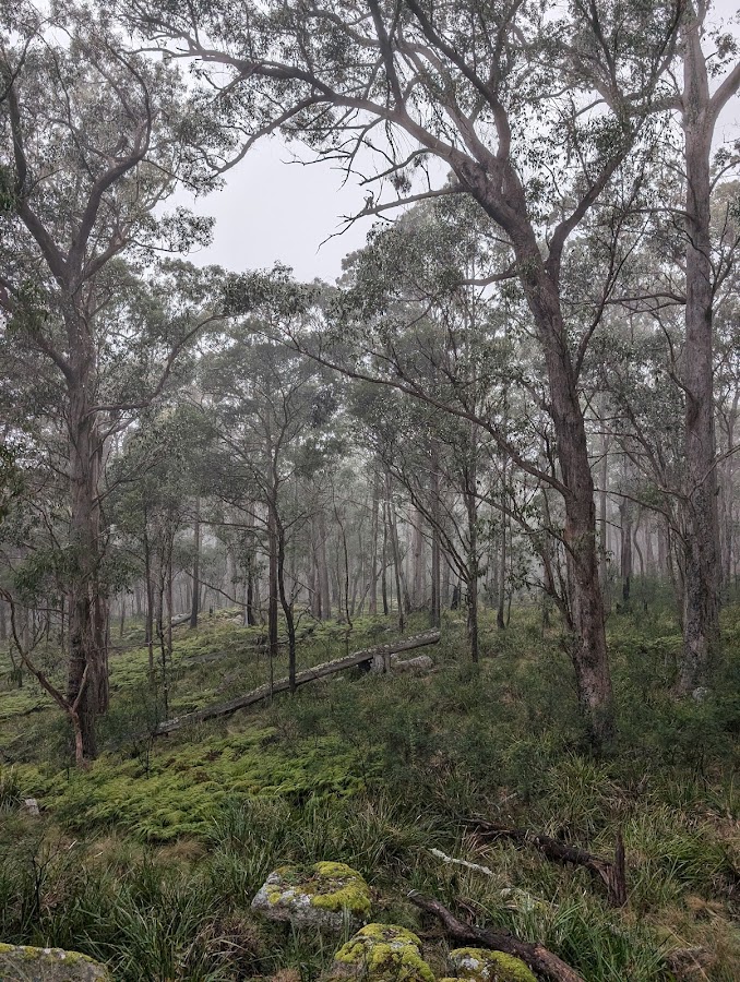 Mount Mackenzie Lookout