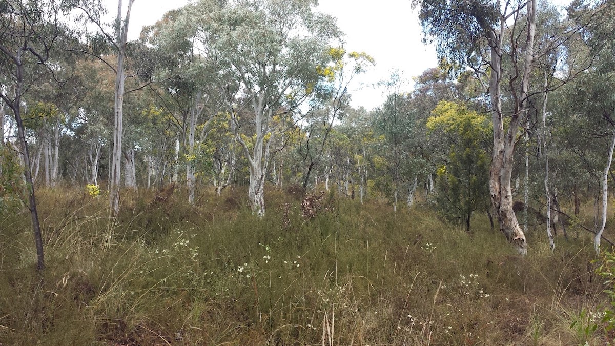 Bicentennial Park Lookout