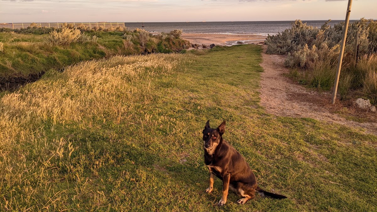 Werribee South beach dog off-leash area
