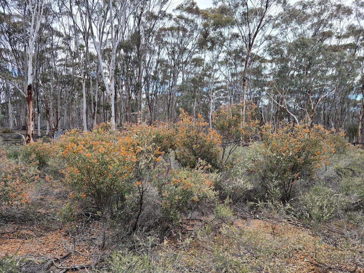 Dryandra Woodland National Park