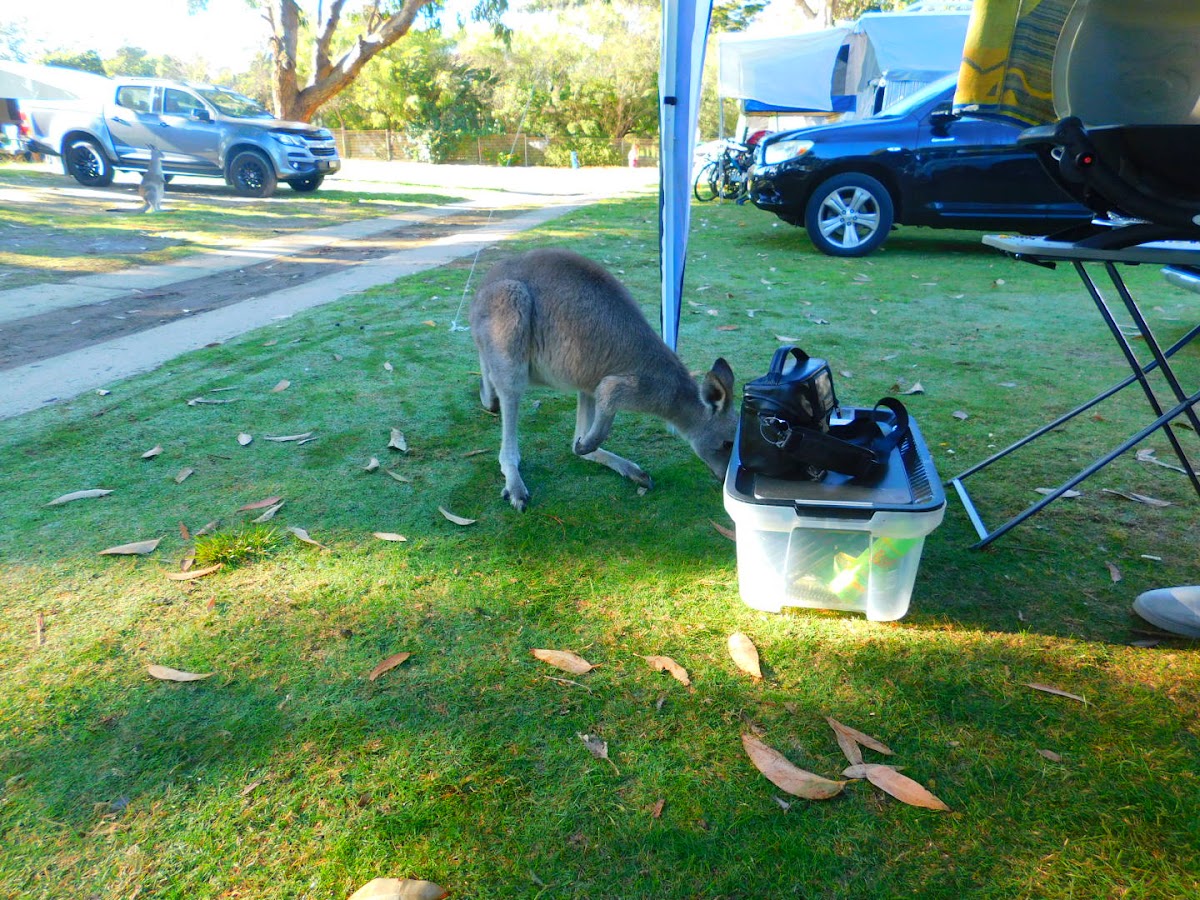 Discovery Holiday Park Pambula Beach