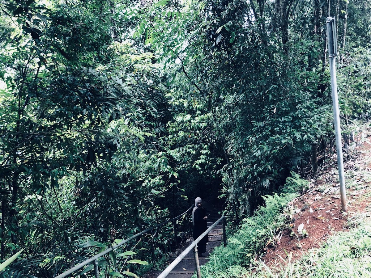 Millaa Millaa Falls