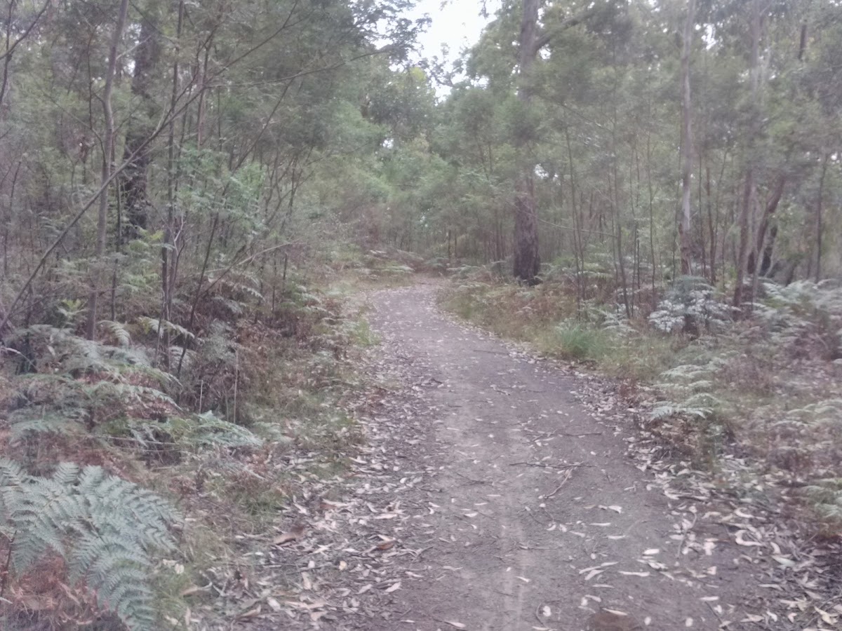 Mt Clay State Forest