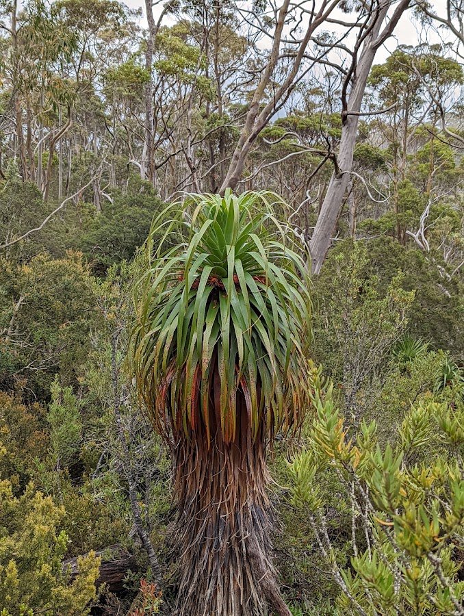 Pandani Grove