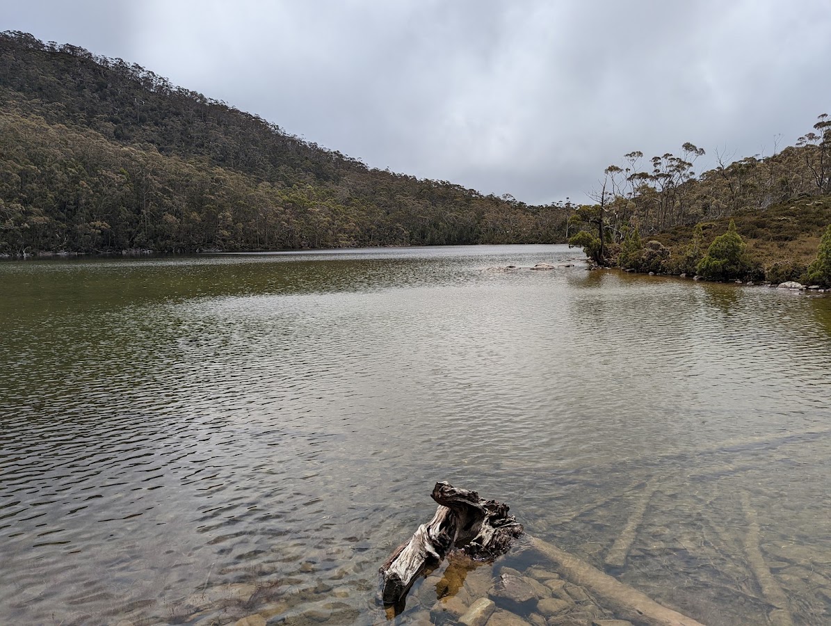 Pandani Grove
