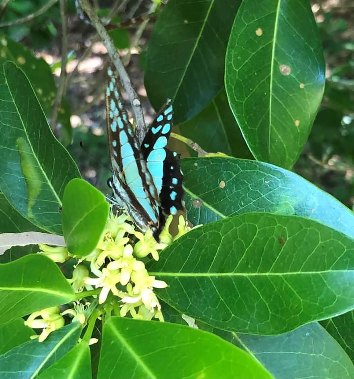 Knapp Creek Conservation Park