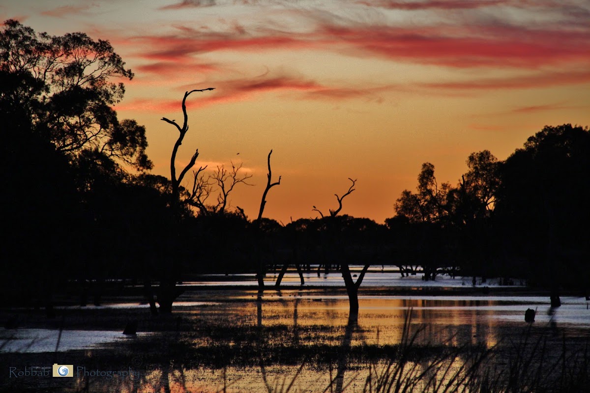 Gunbower National Park