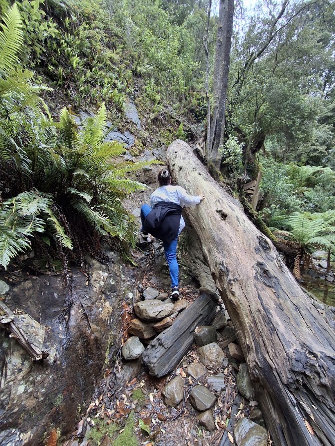 Holwell Gorge Falls (Top)
