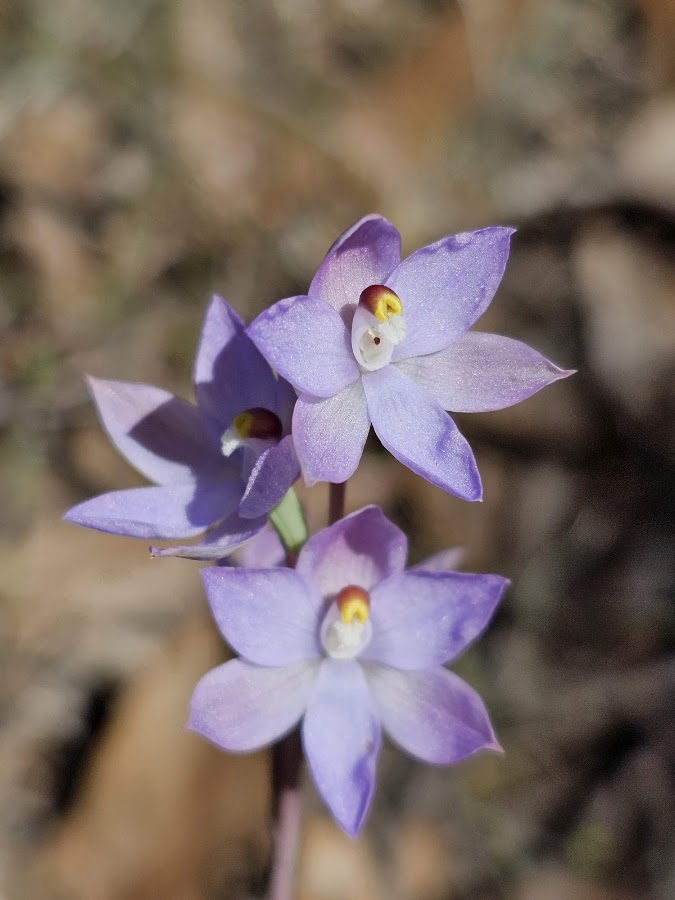 Desert Camp Conservation Reserve