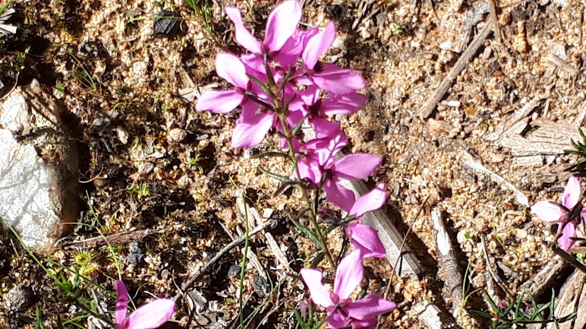 Kujungurru Warrarn Conservation Park
