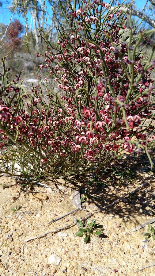 Kujungurru Warrarn Conservation Park