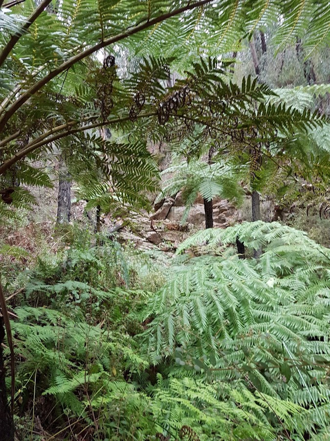 Currawong Falls