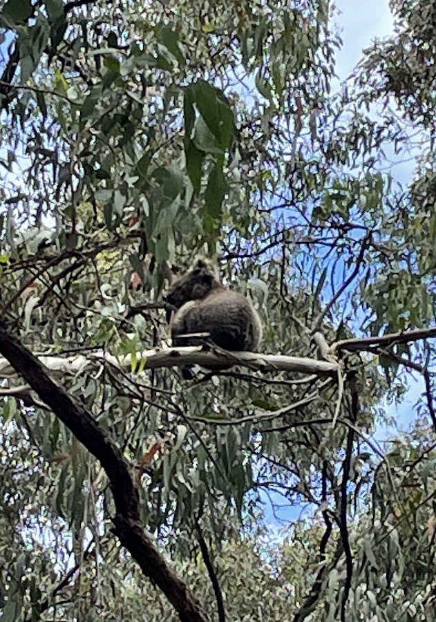 Currawong Falls