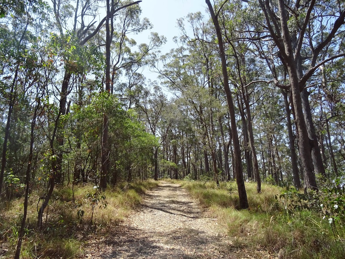 Freeman's Lookout