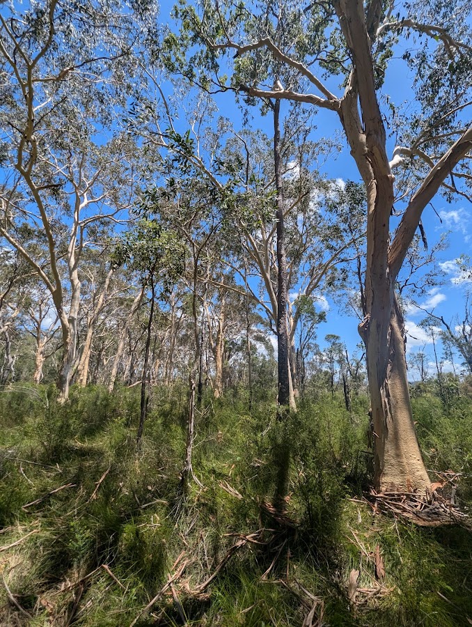 Mooloolah River Conservation Park