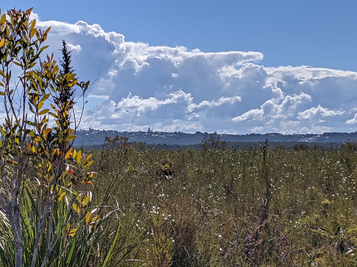 Mooloolah River Conservation Park