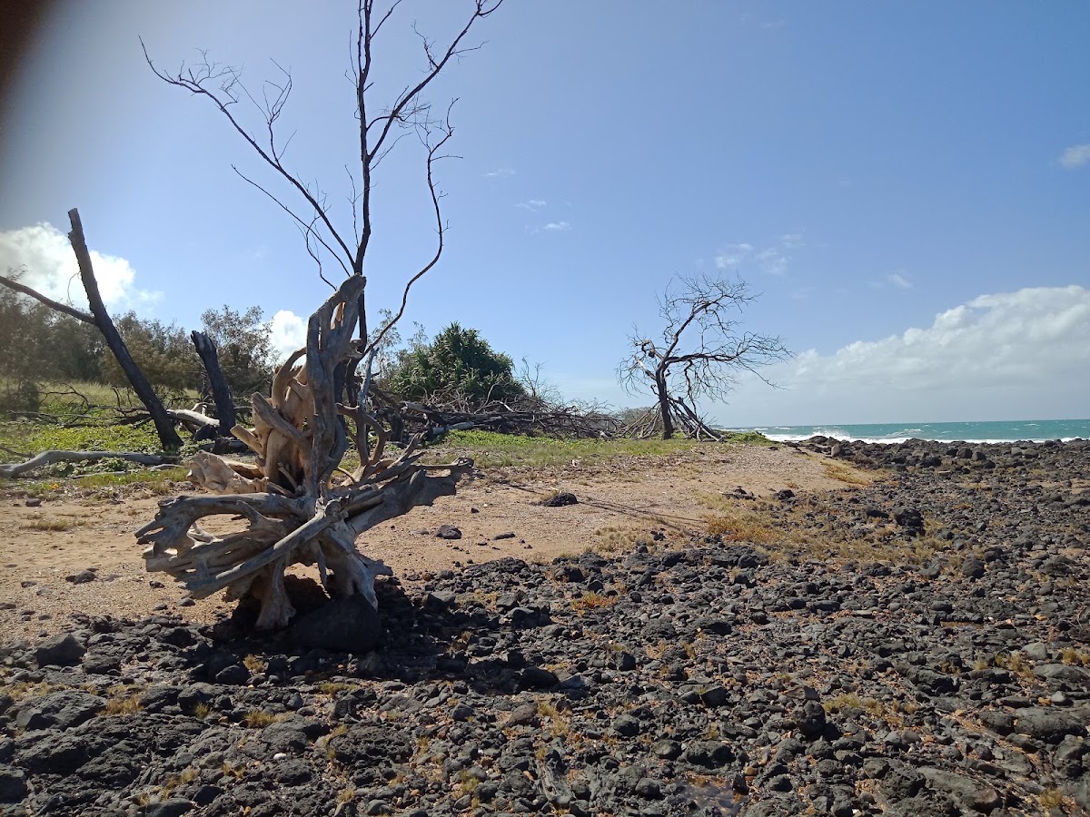 Mon Repos Conservation Park