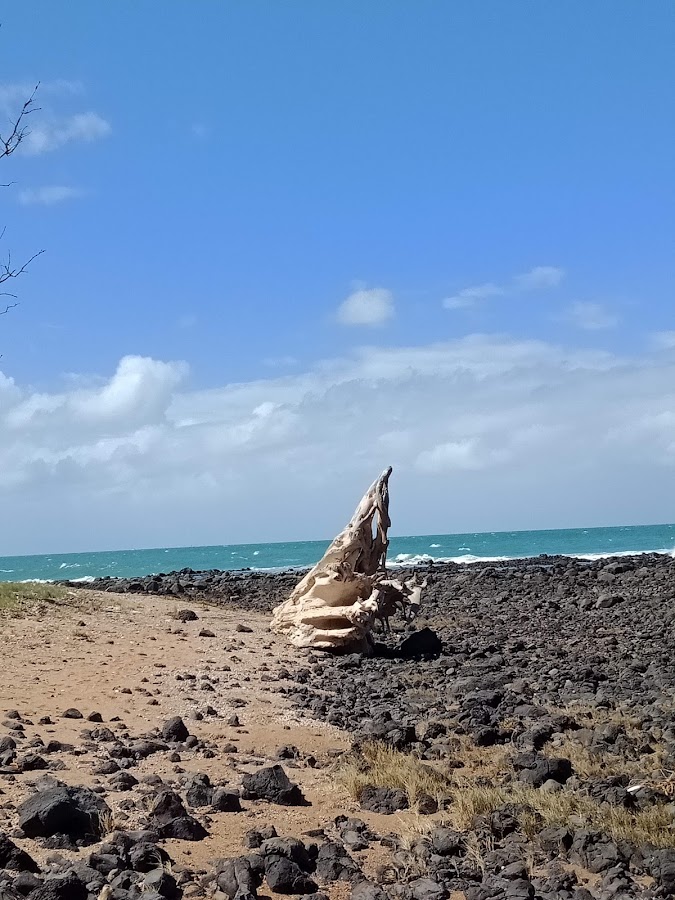Mon Repos Conservation Park