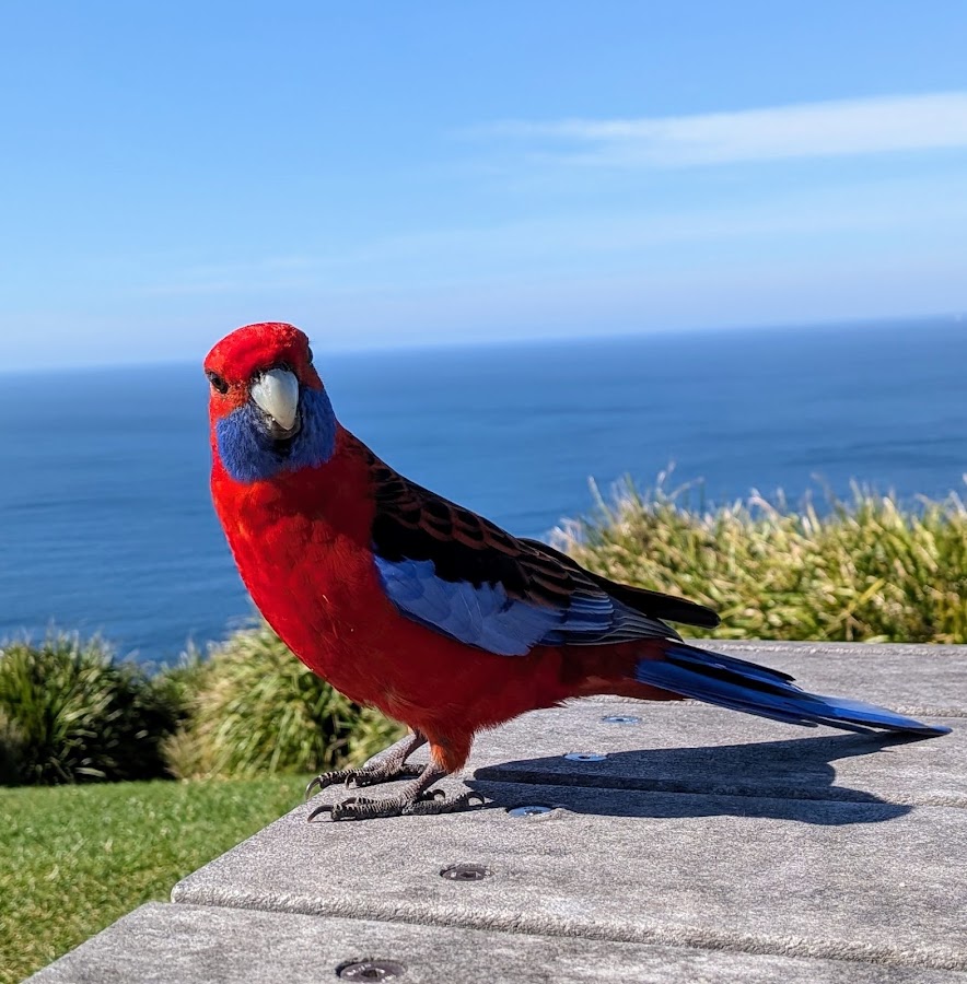 Stanwell Tops Lookout