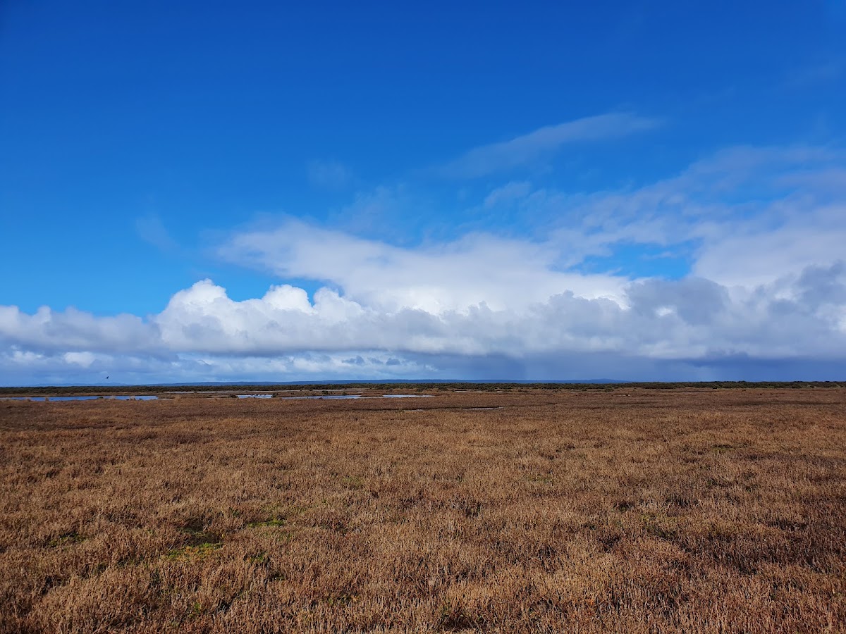 Woodlot Lane Nature Reserve lookout