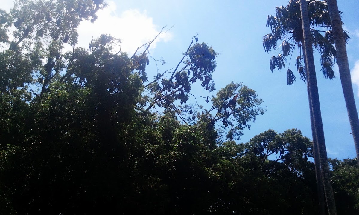 Anderson Street Conservation Park