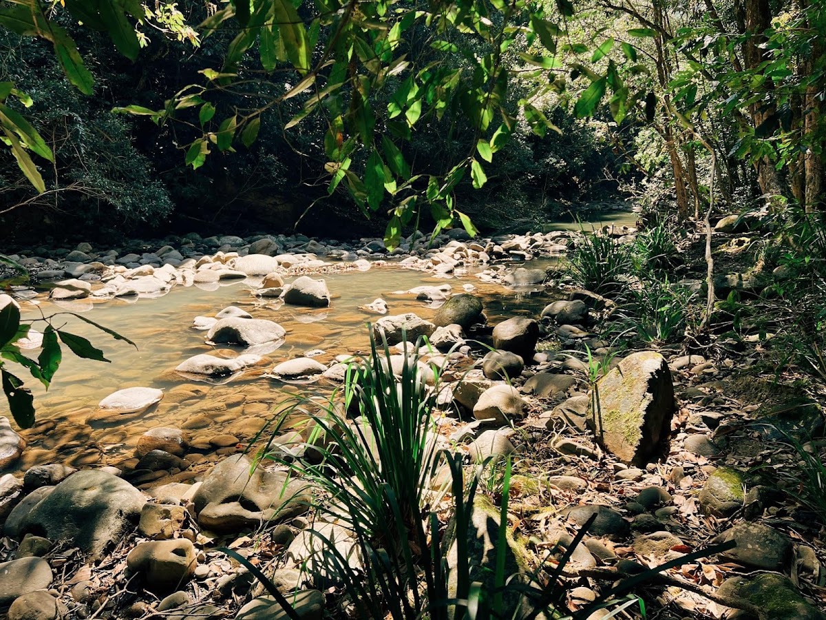 Currawong Camping Area
