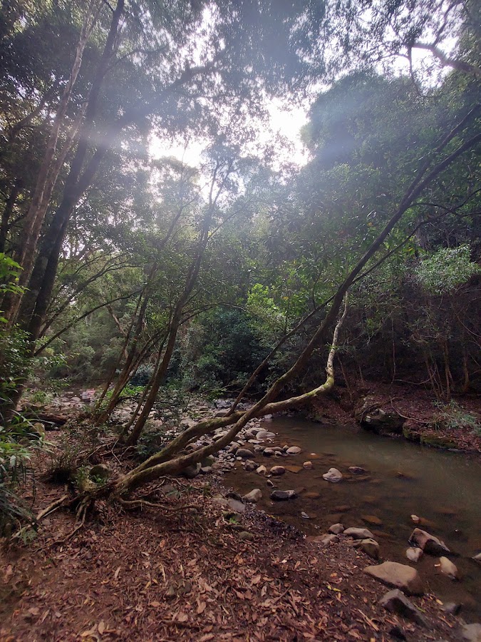 Currawong Camping Area