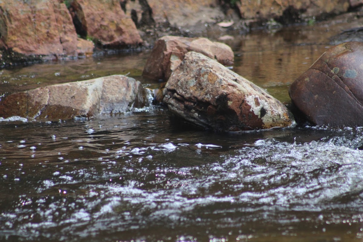 Esperance River Campsite