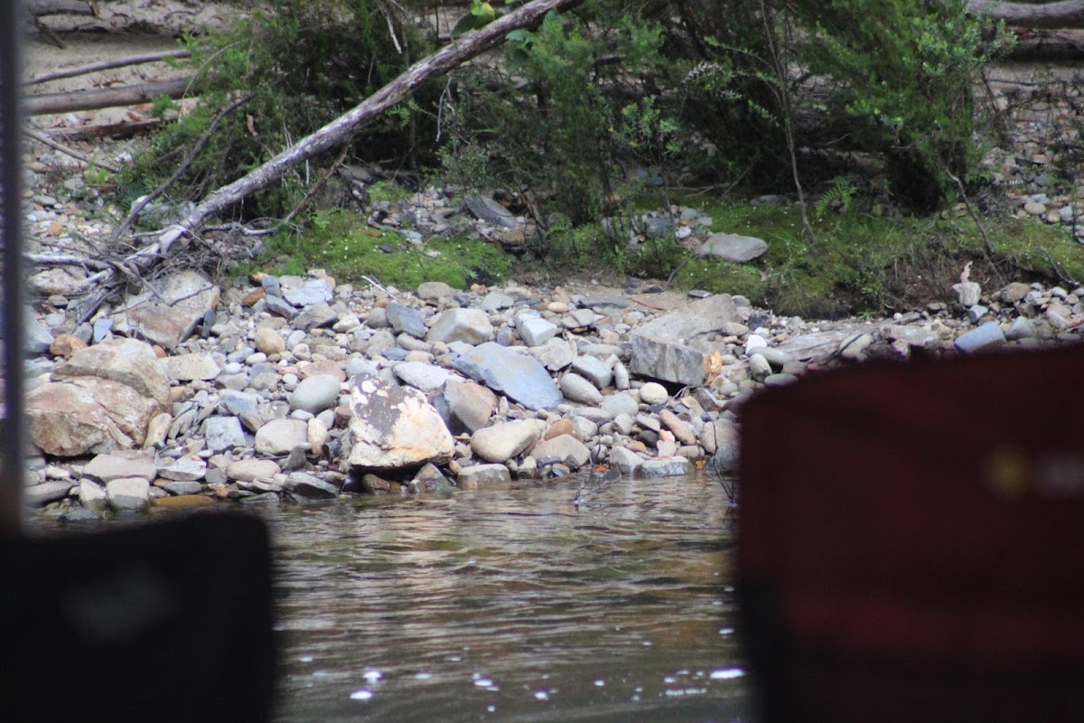 Esperance River Campsite